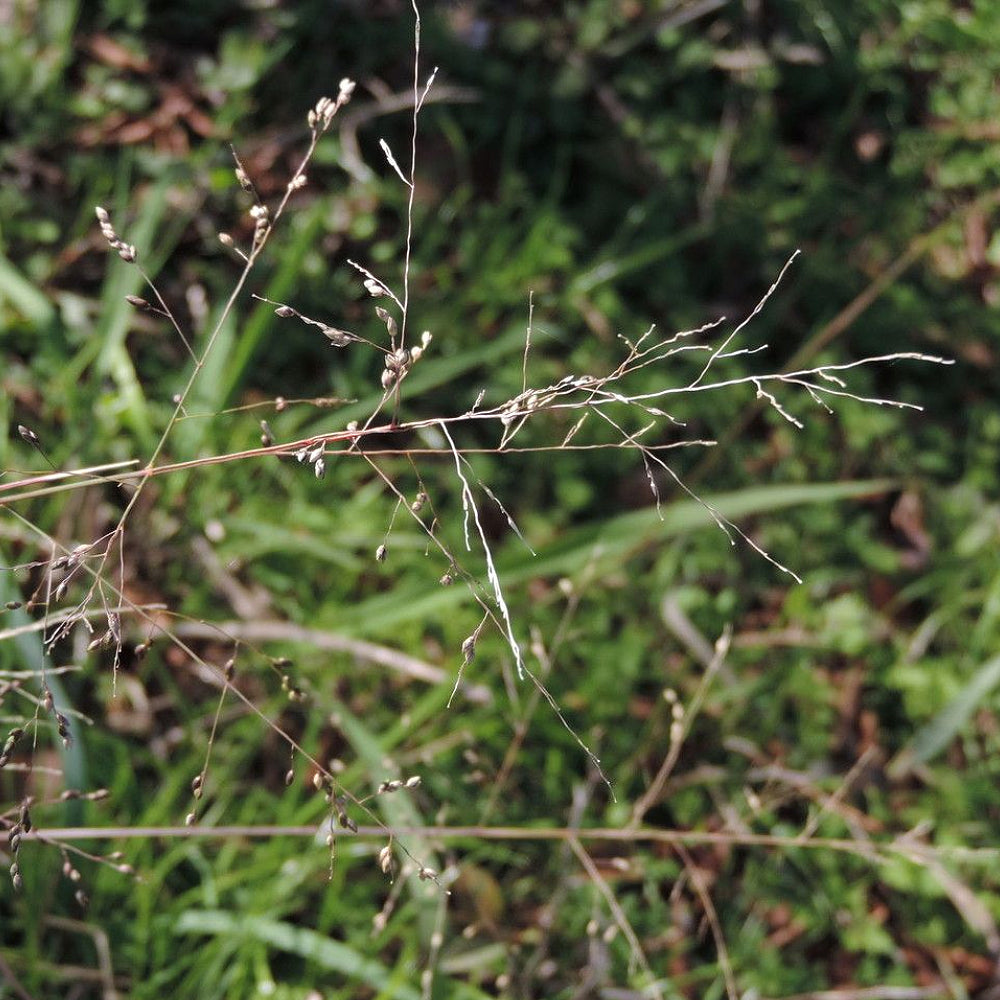 Beaked Panicgrass (Panicum anceps)