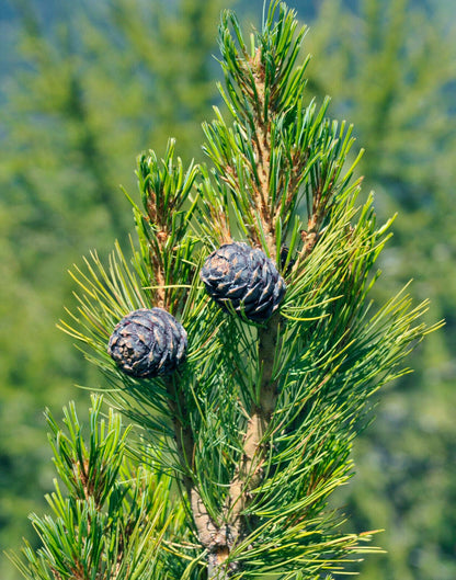 Arolla Swiss Stone Pine (Pinus cembra)