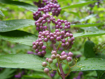 Purple Chokeberry Purple-fruited Chokeberry (Aronia prunifolia clean seed)