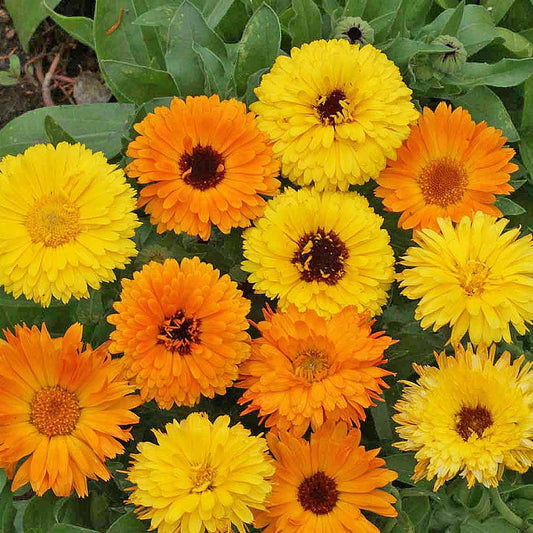 Pacific Beauty Mix Pot Marigold (Calendula officinalis 'Pacific Beauty')