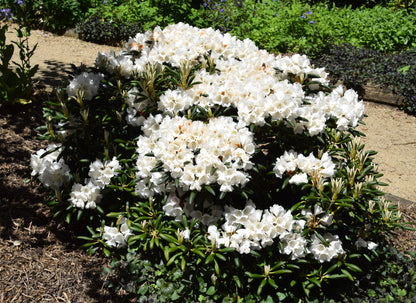 Yakushima Rhododendron (Rhododendron yakushimanum)