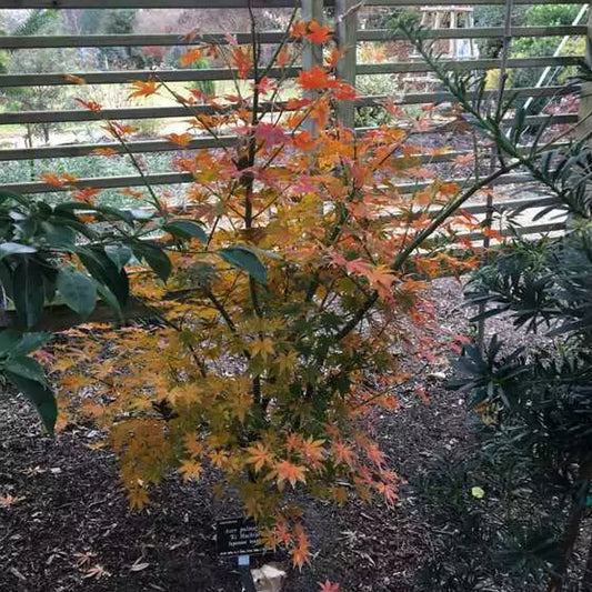 Ki Hachijo Maple Kihachijo Maple (Acer palmatum ssp. matsumurae 'Ki hachijo' dry seed)