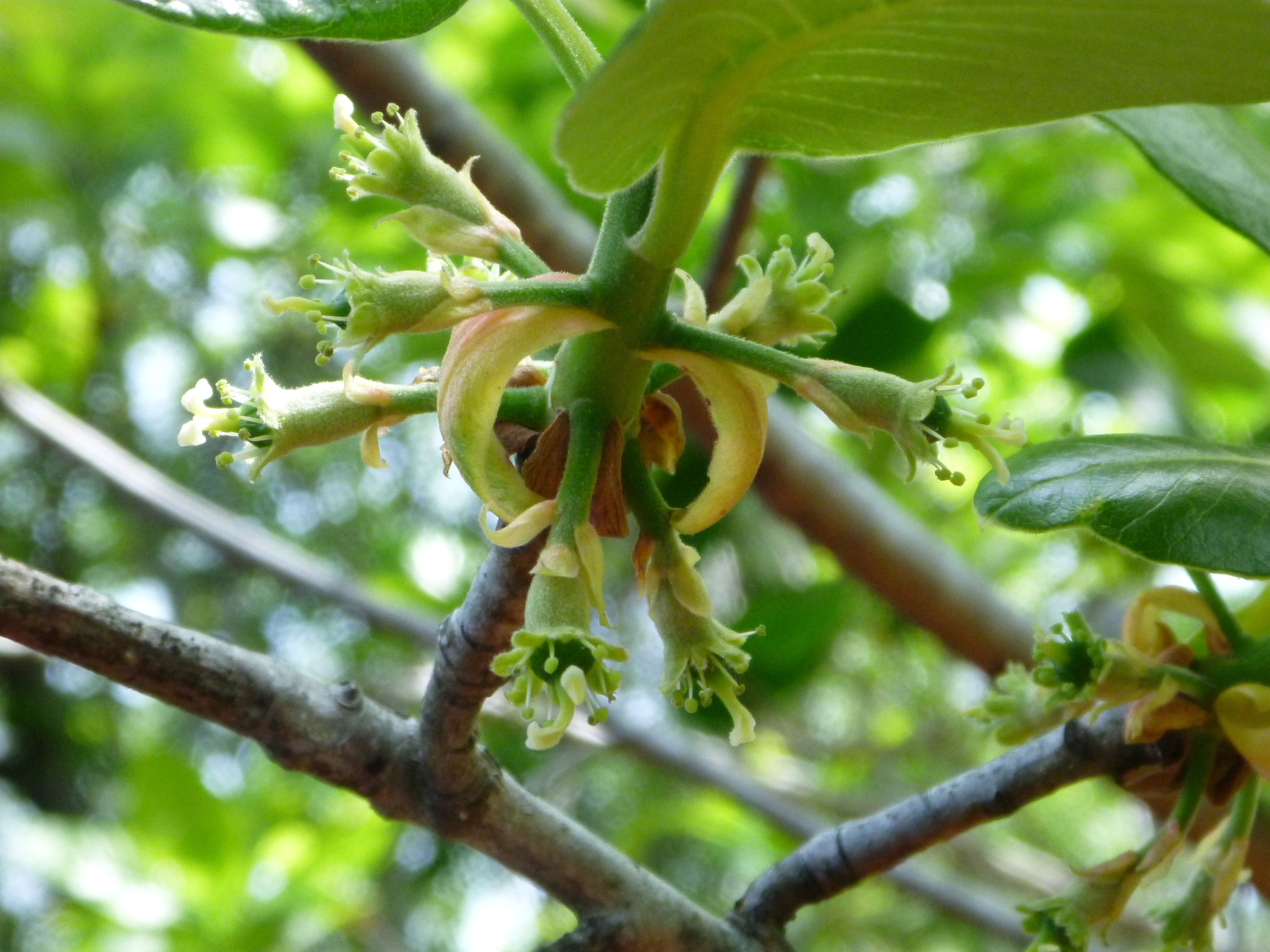 Bee Tupelo Ogeechee Lime Sour White Tupelo (Nyssa ogeche) – Sejahtera ...