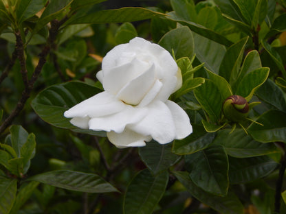 Cape Jasmine Gardenia (Gardenia jasminoides)