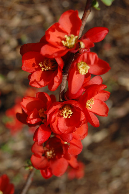 Chinese Flowering Quince Quince (Chaenomeles speciosa)