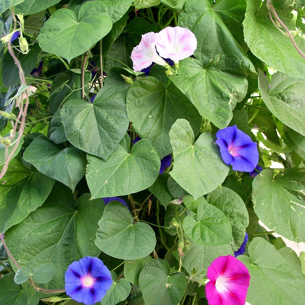 Nil Mix Morning Glory (Ipomoea tricolor Nil Mix)