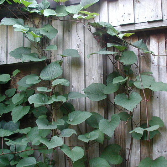 Crimson Glory Vine (Vitis coignetiae)