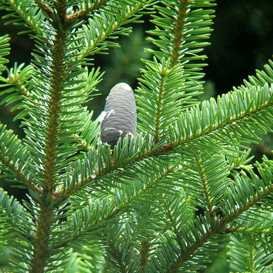 Nikko Fir (Abies homolepis)