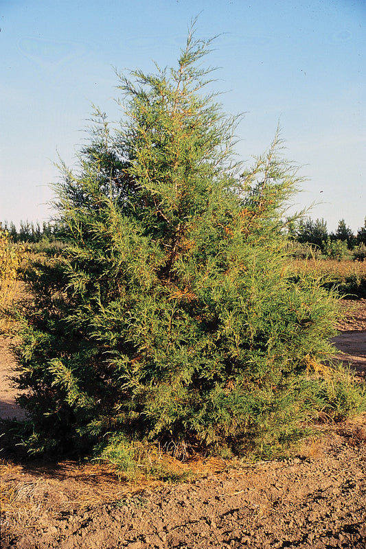 Rocky Mountain Juniper Rocky Mt Juniper (Juniperus scopulorum)