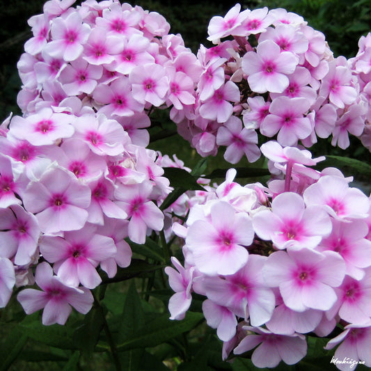 Fall Phlox Phlox (Phlox paniculata)