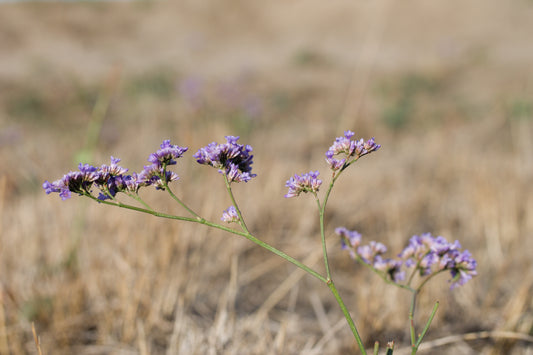 Siberian Statice (Limonium gmelinii)