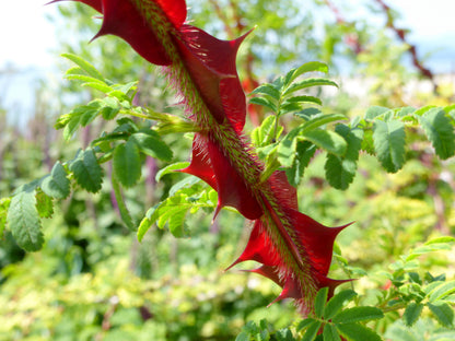 Winged Thorn Rose (Rosa sericea)