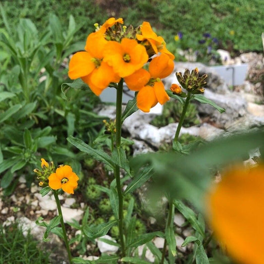 Siberian Wallflower (Erysimum marshallii)