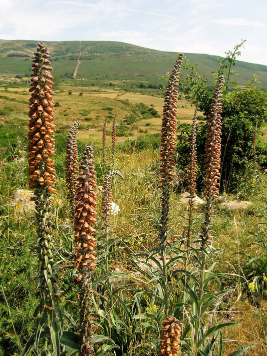 Spanish Foxglove (Digitalis parviflora)