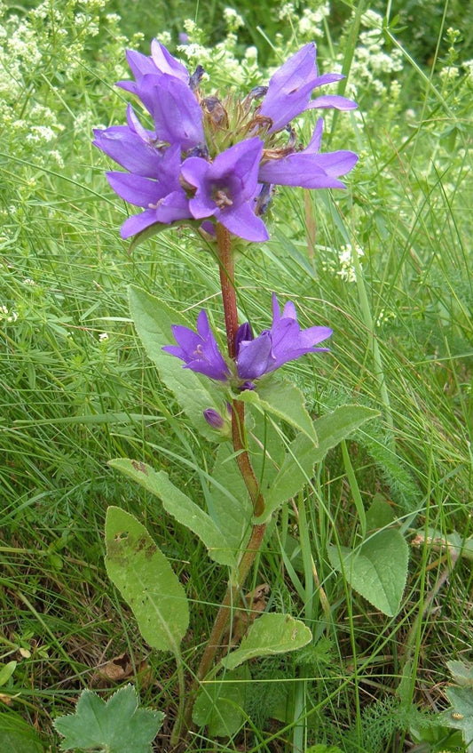 Clustered Bellflower Danes Blood (Campanula glomerata)