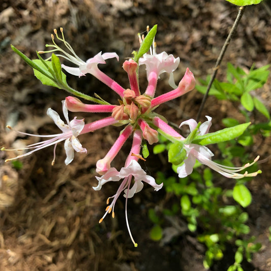 Hoary Honeysuckle Piedmont Southern Pinxterflower Wild Azalea (Rhododendron canescens)