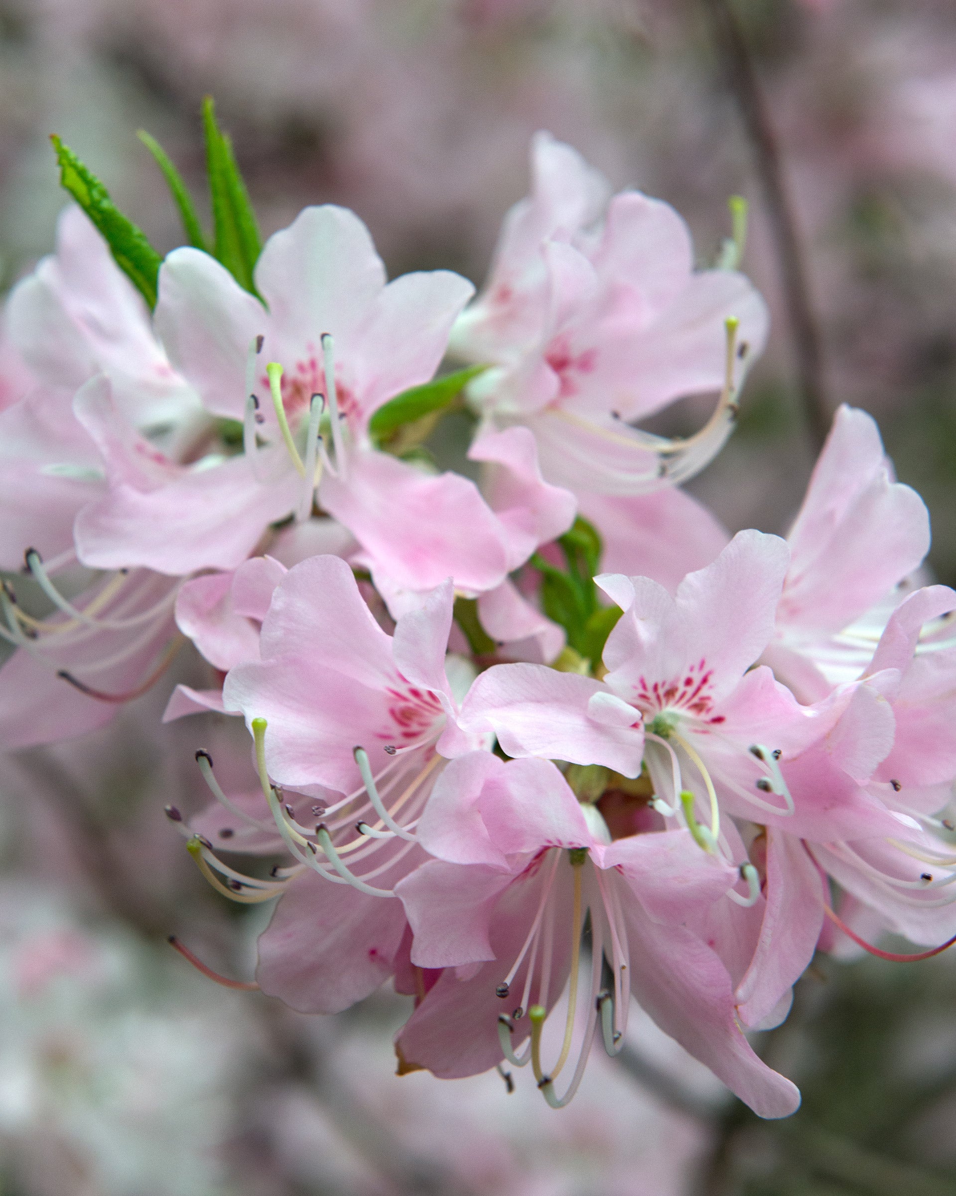 Pinkshell Azalea Pinkshell Azalea Pinkshell Rhododendron (Rhododendron vaseyi ...