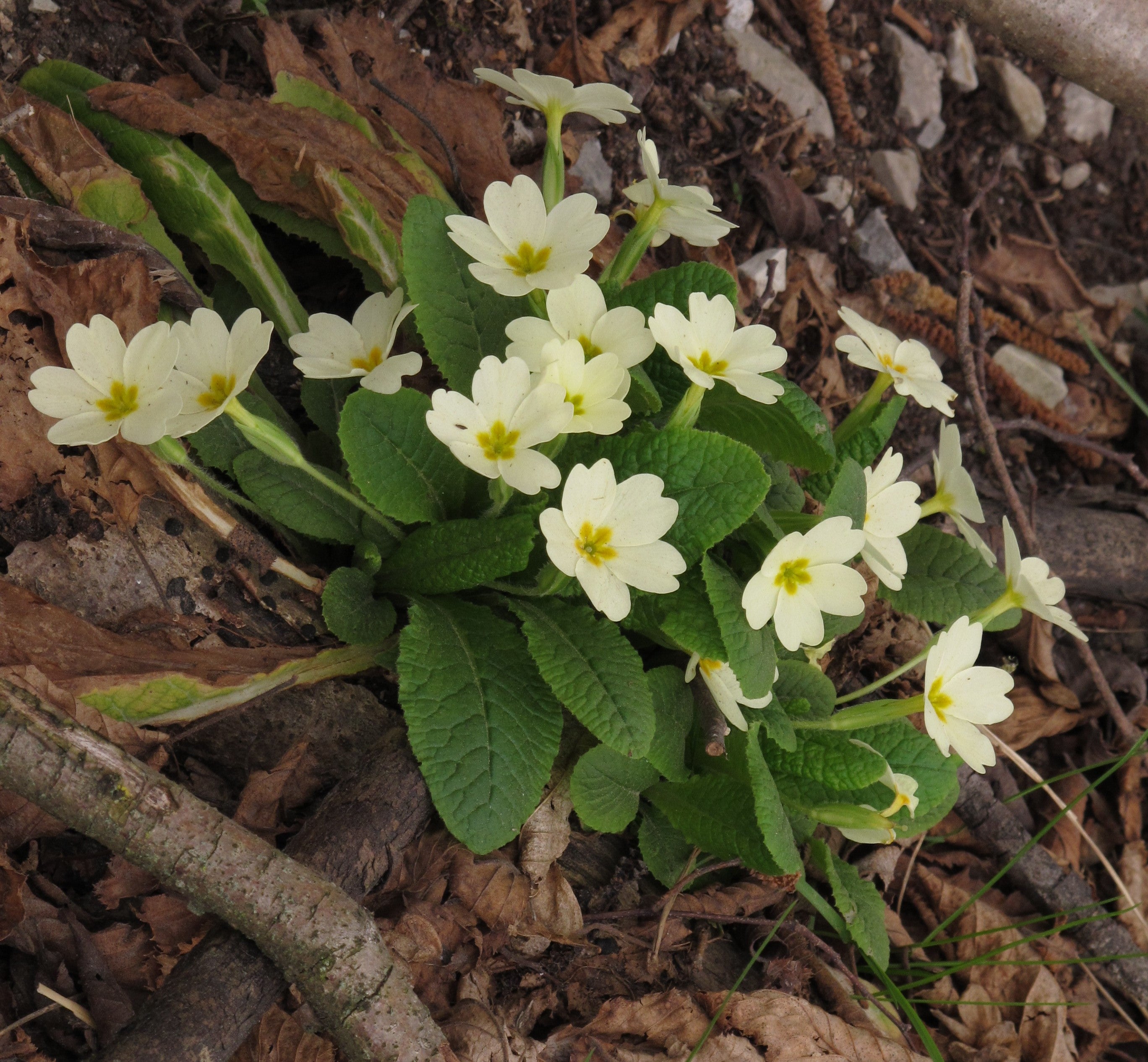 English Primrose (Primula acaulis grandiflora mix) – Sejahtera Seeds ...