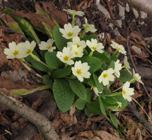 English Primrose (Primula acaulis grandiflora mix)