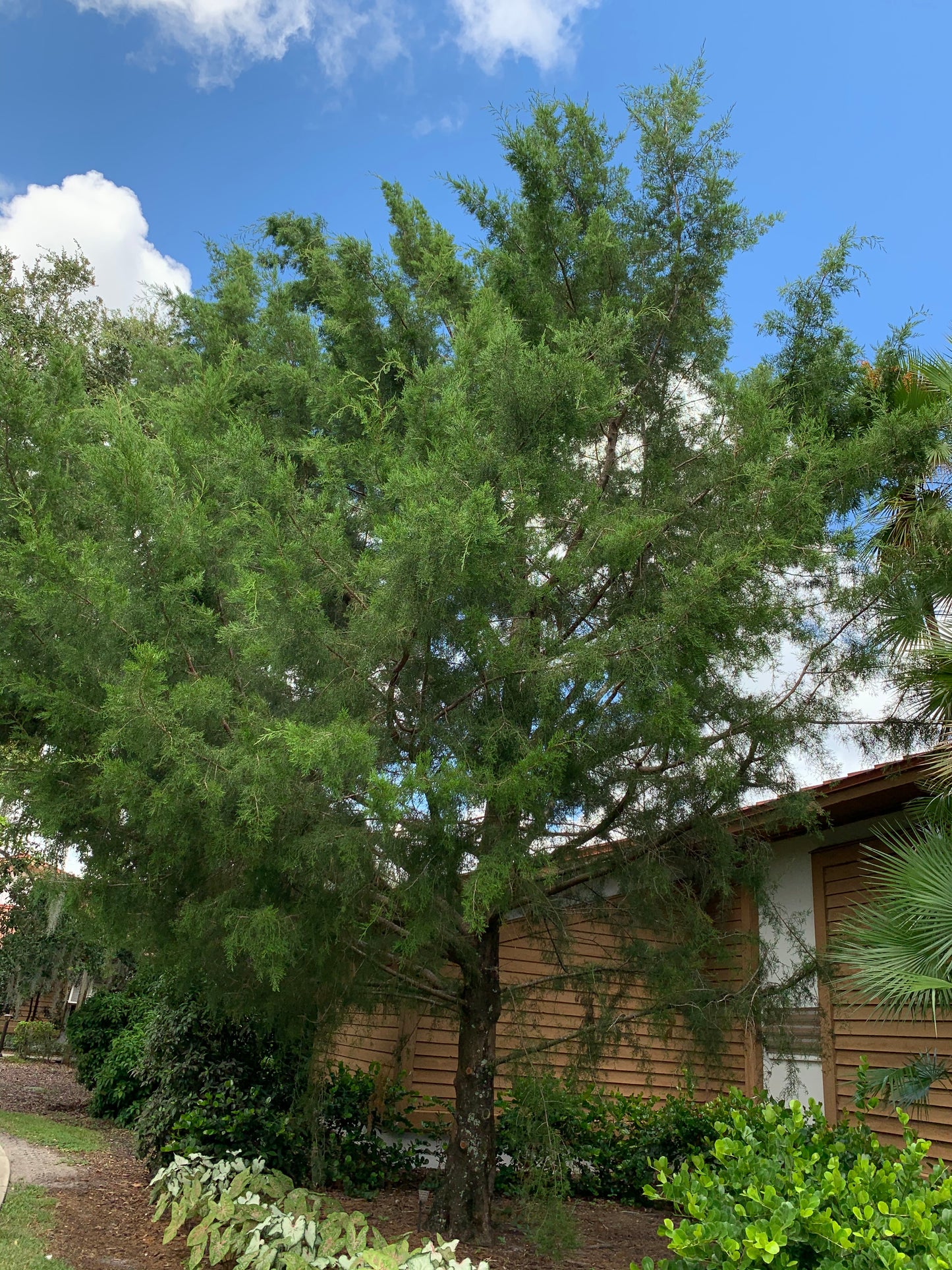 Southern Cedar (Juniperus virginiana var. silicicola)