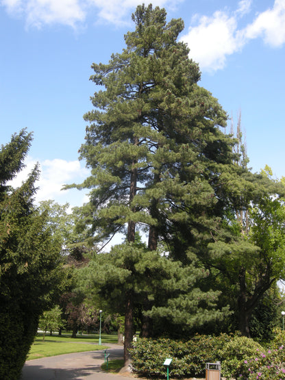 Balkan Macedonian Pine (Pinus peuce)