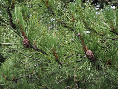 Sikang Pine (Pinus densata)
