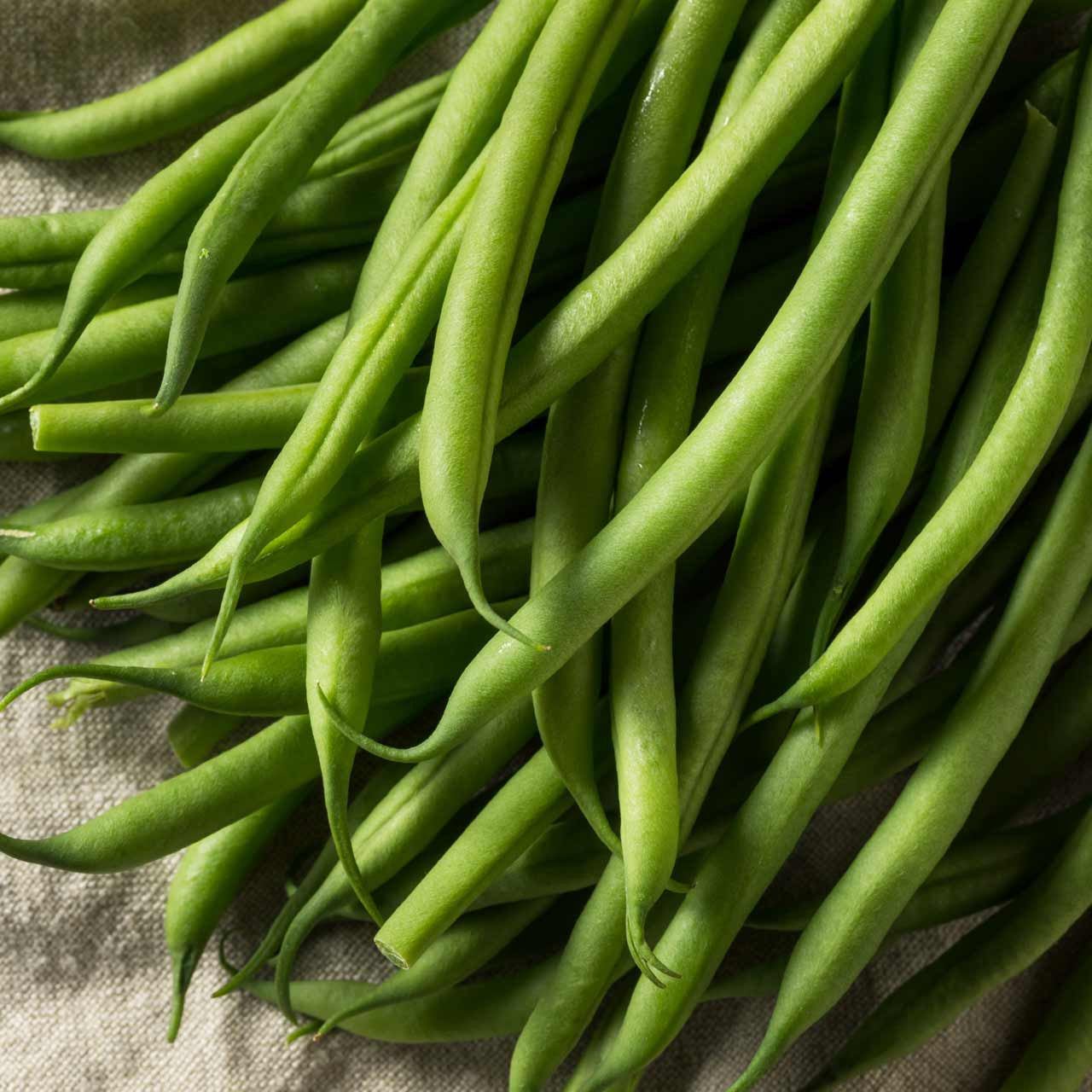 Green Bean Tenderette Bean (Phaseolus vulgaris 'Tenderette')