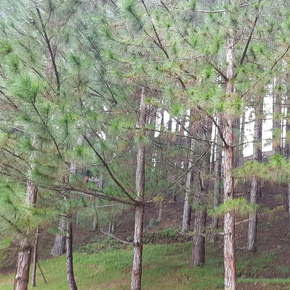 Khasi Pine (Pinus kesiya)