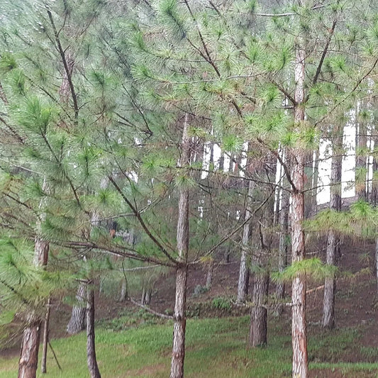 Khasi Pine (Pinus kesiya)