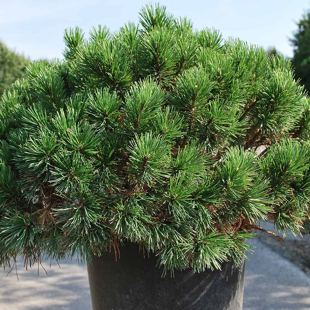 Dwarf Mountain Tree (Pinus mugo)