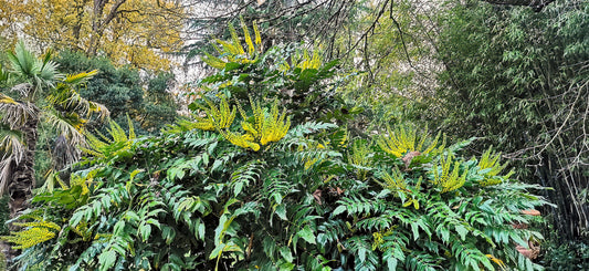 Leatherleaf Mahonia Oregon Grape (Berberis bealei)