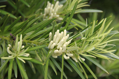 Southern Yew Plum Pine (Podocarpus macrophyllus)