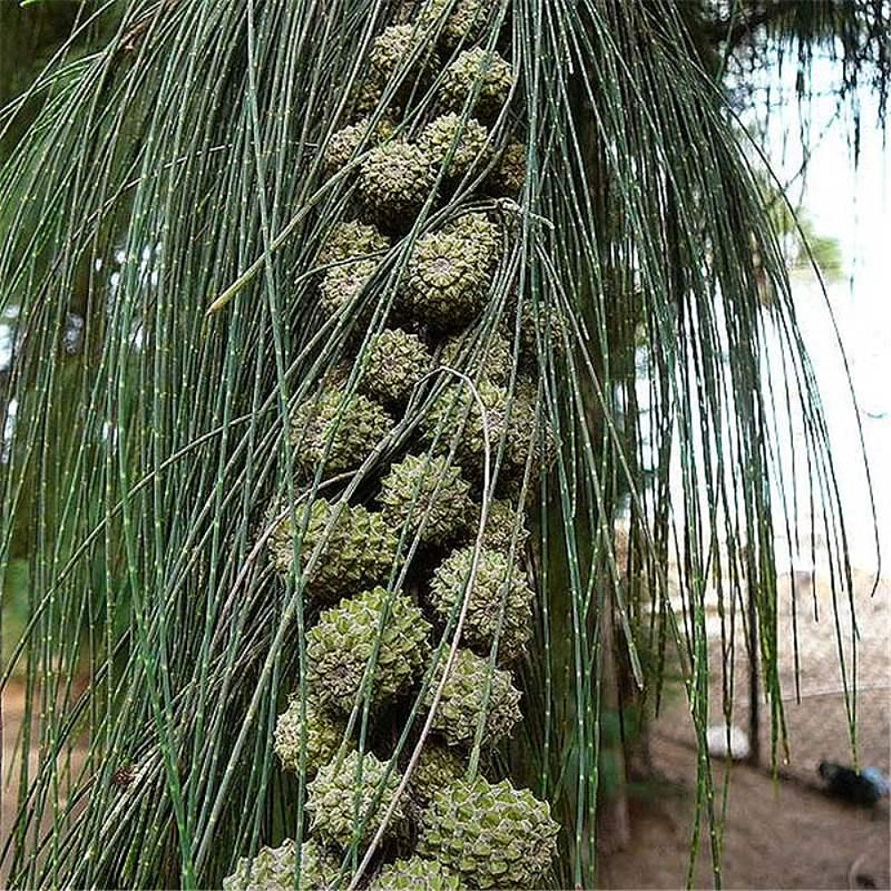 Australian Beach Sheoak Filao Horsetail Beefwood Ironwood She-oak (Casuarina equisetifolia)