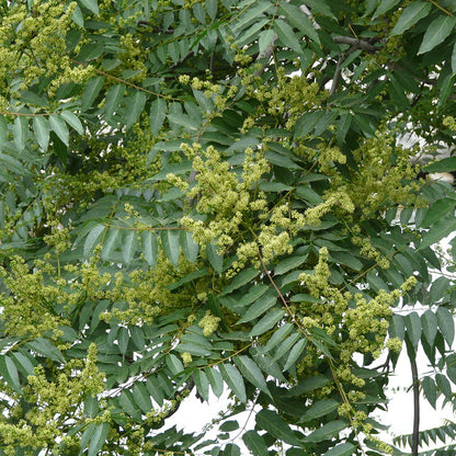 Chinese Soapberry Wash-nut Tree (Sapindus mukorossi)