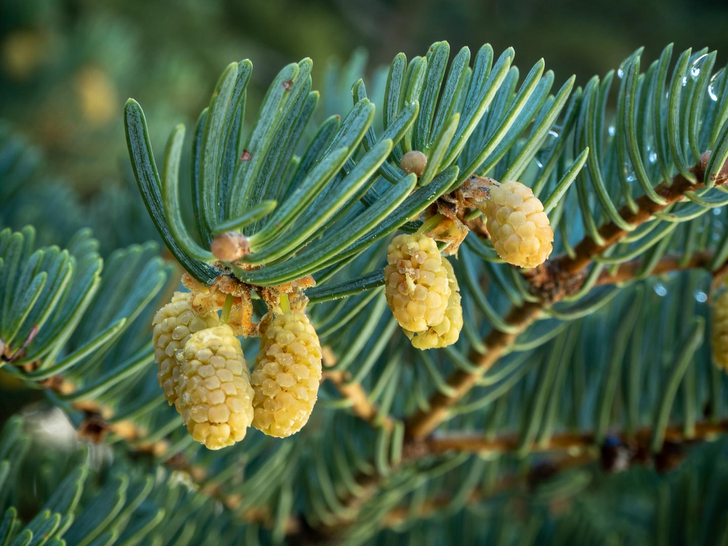 Concolor White Fir (Abies concolor ssp. concolor AZ, Kaibab)