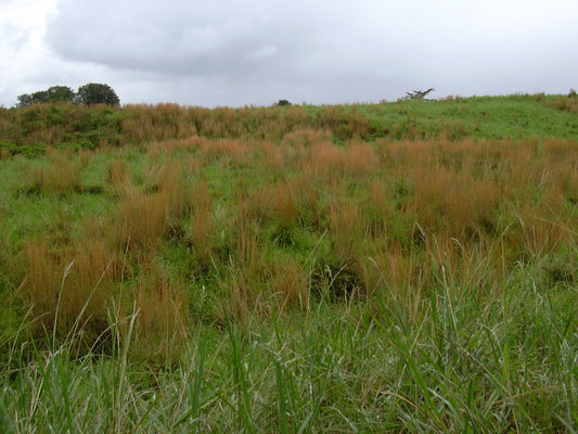 Broom Sedge Bluestem (Andropogon virginicu)