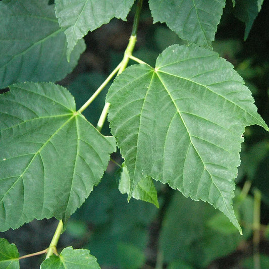 David Maple (Acer davidii)