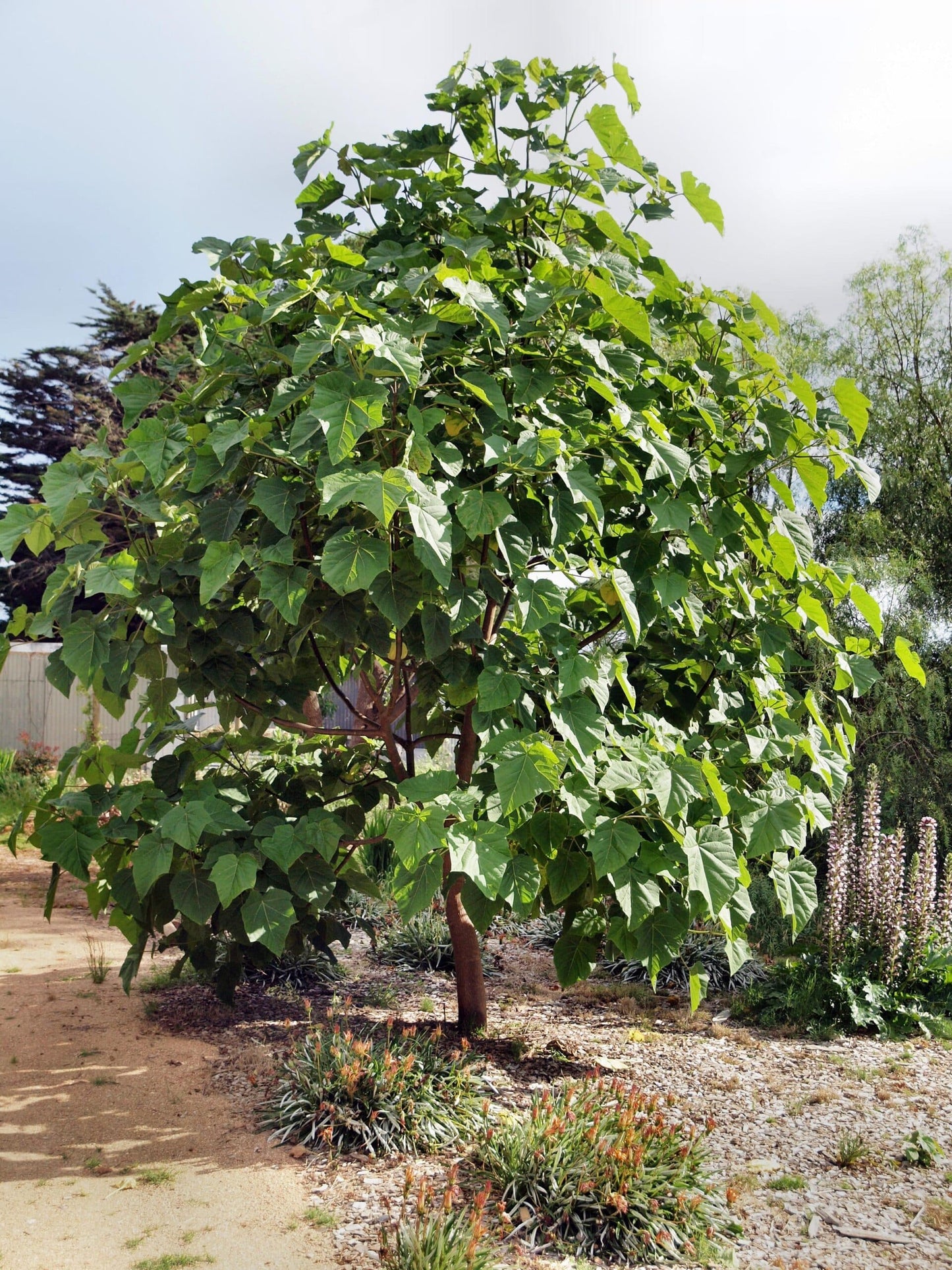 Catalpa Paulownia Tree (Paulownia catalpifolia)