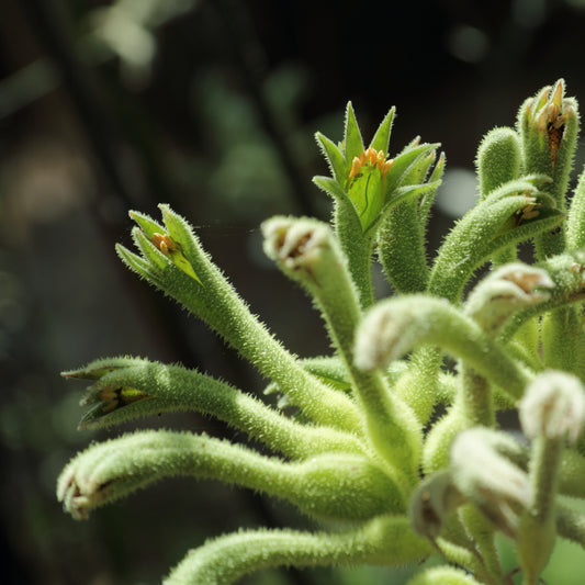 Tall Kangaroo Paw (Anigozanthos flavidus - green flower)