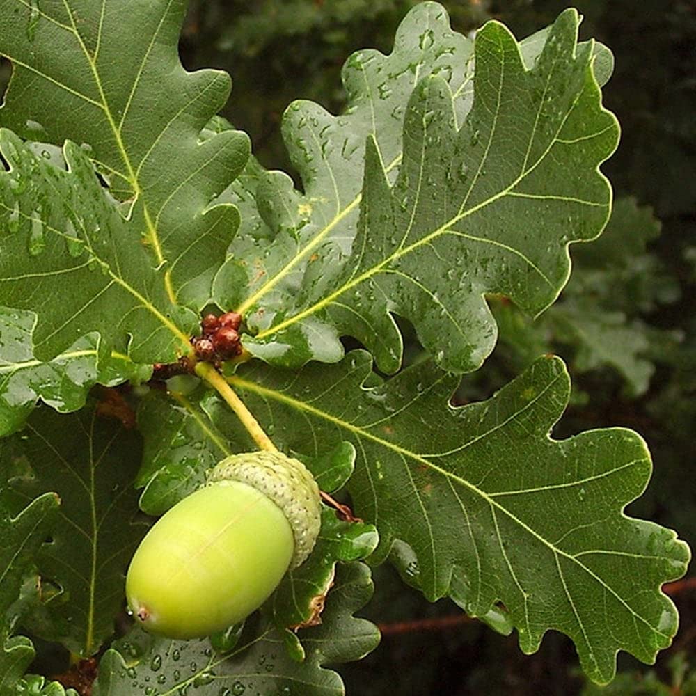 English Pedunculate Oak (Quercus robur)