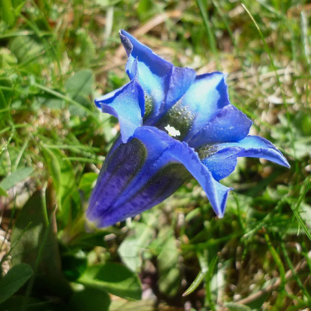 Gentian Stemless Gentian (Gentiana acaulis)