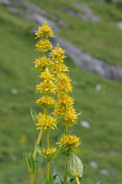 Yellow Gentian (Gentiana lutea)