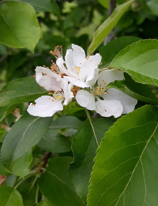 Plum-leaved Apple Plumleaf Crab Apple (Malus prunifolia)