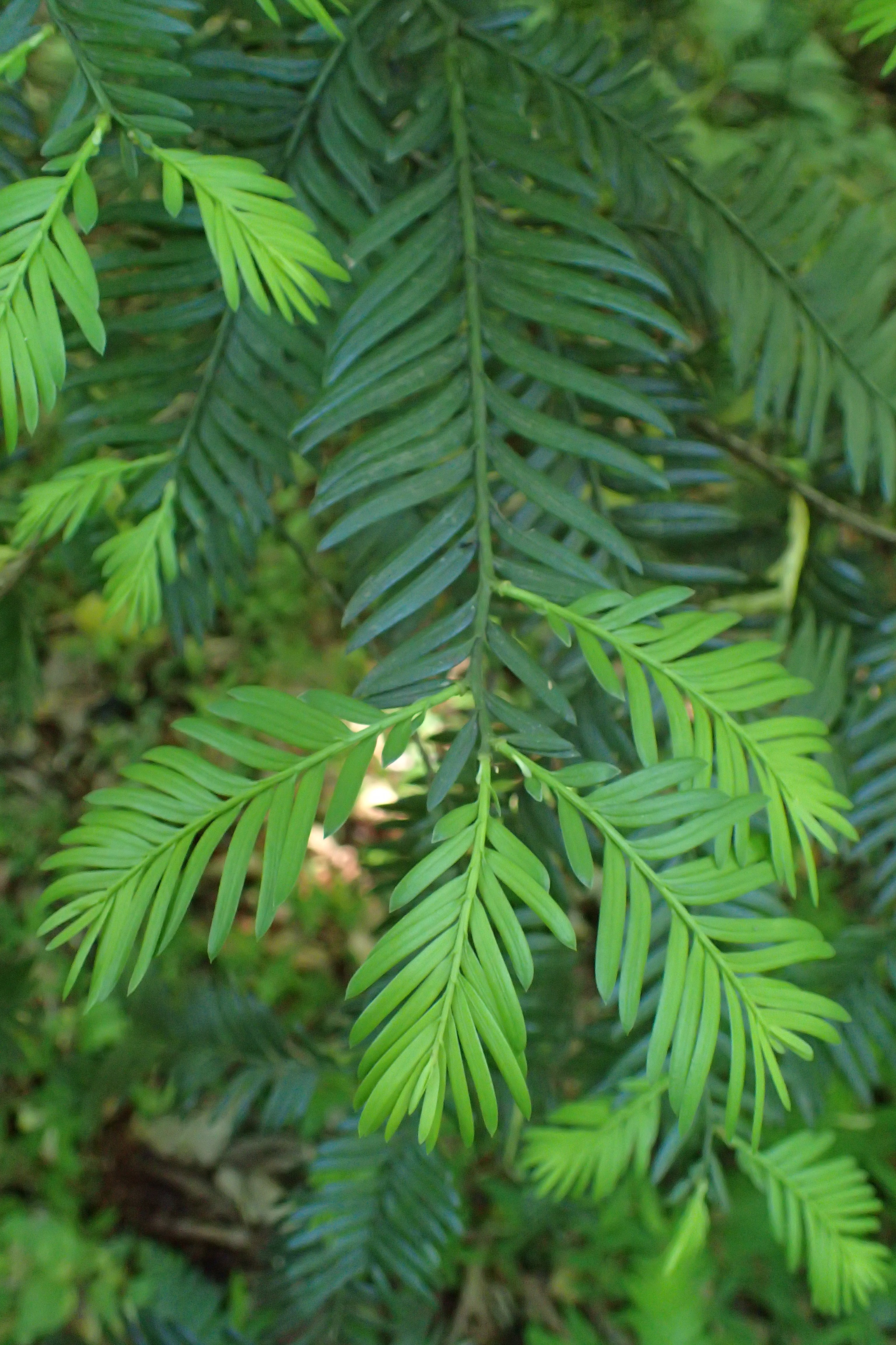 Mair Yew (Taxus wallichiana var. mairei) – Sejahtera Seeds and Bulbs