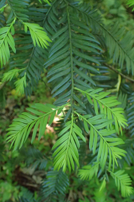 Mair Yew (Taxus wallichiana var. mairei)