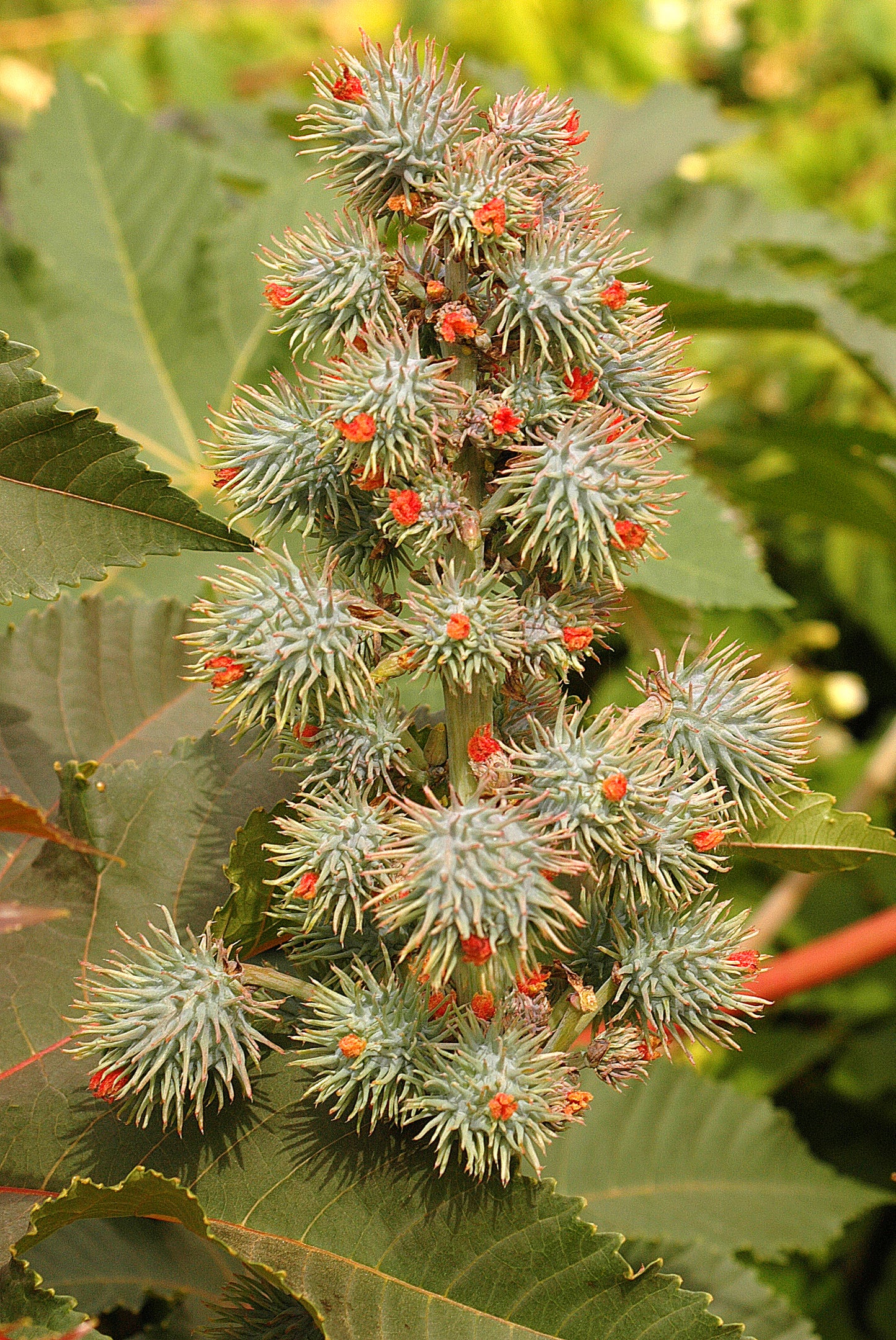 Castor Bean (Ricinus communis)