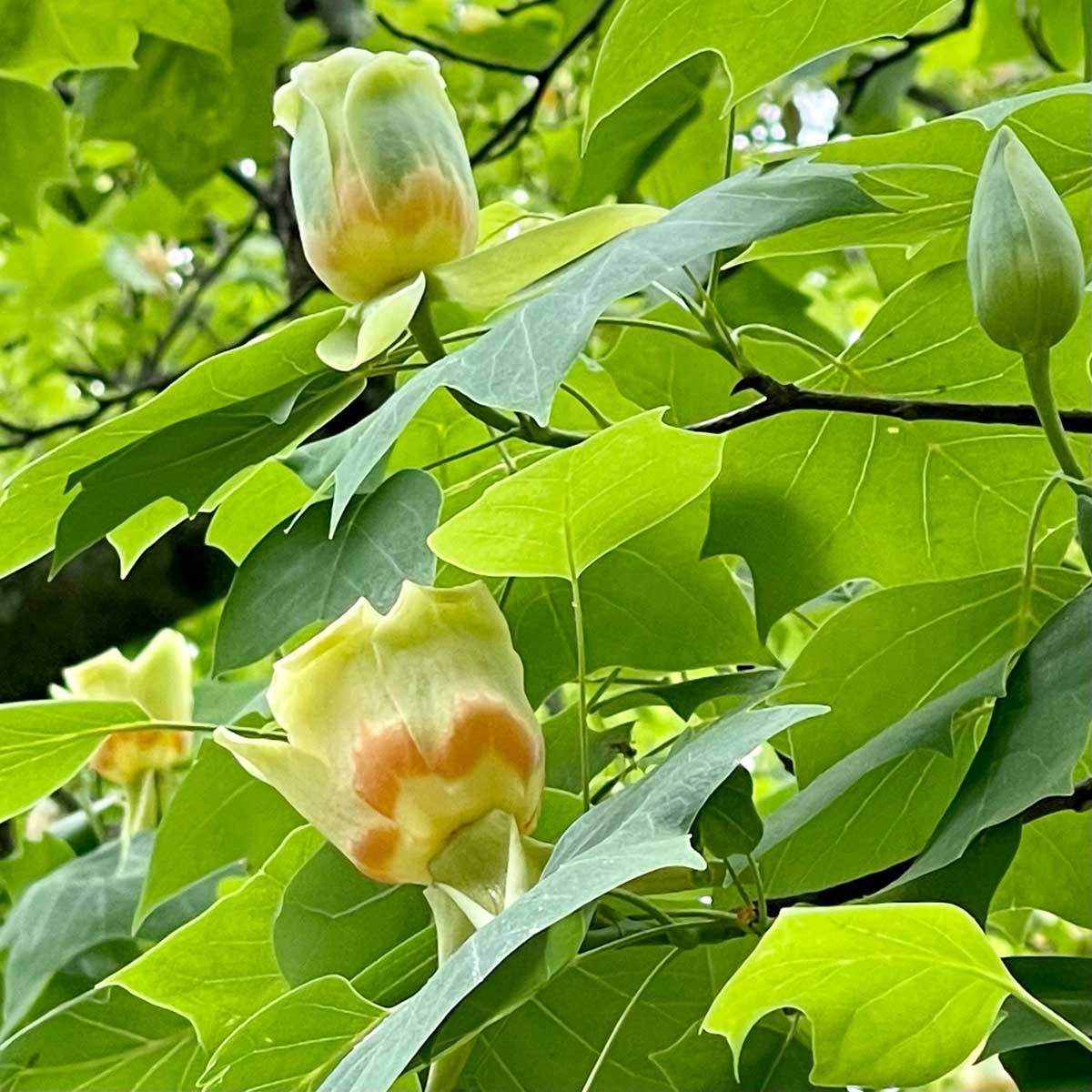 American Tulip Tree, Magnolia Yellow Poplar Whitewood (Liriodendron tulipifera winged)