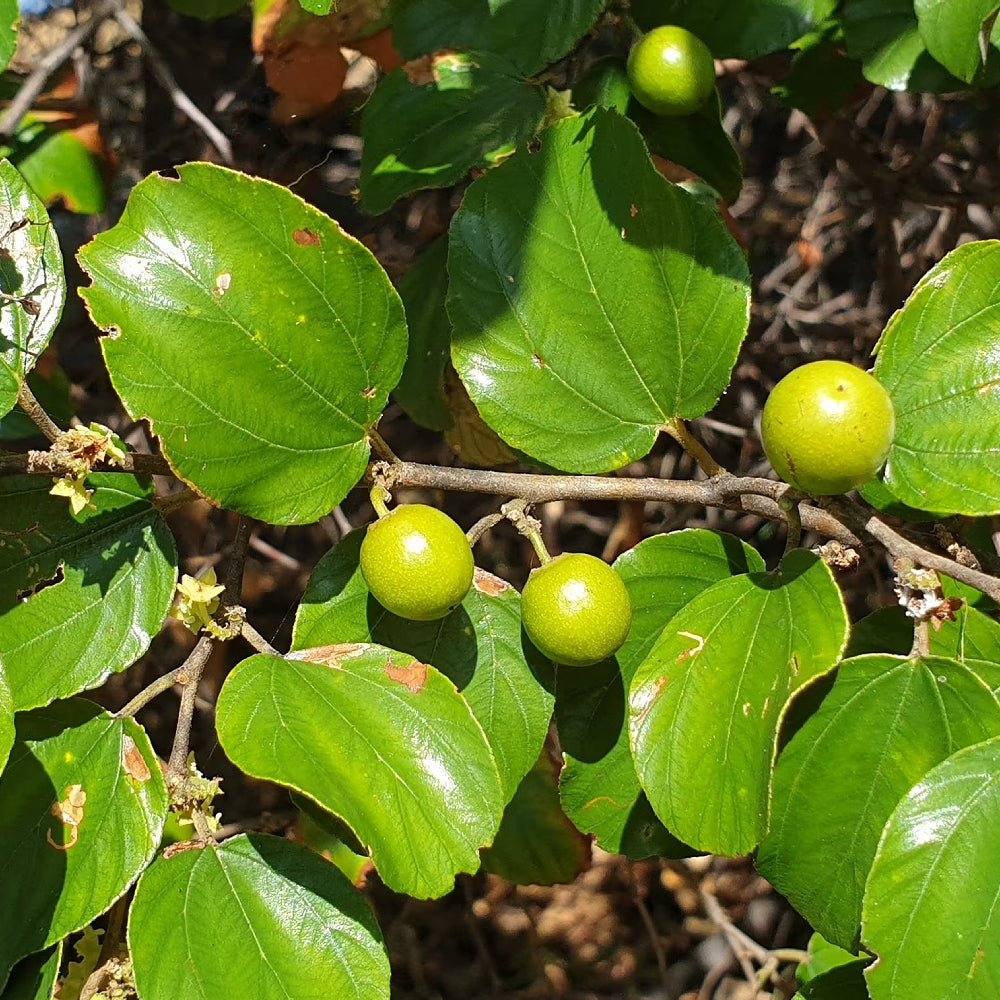 Indian Jujube (Ziziphus mauritiana)