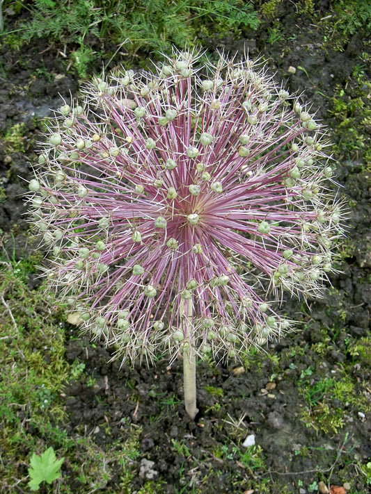 Star Persia (Allium christophii)