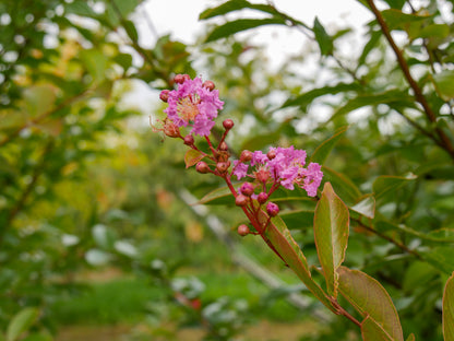 Crape Myrtle Crapemyrtle (Lagerstroemia indica)